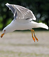 adult LBBG Dutch intergrade in September, ringed in the Netherlands. (85708 bytes)